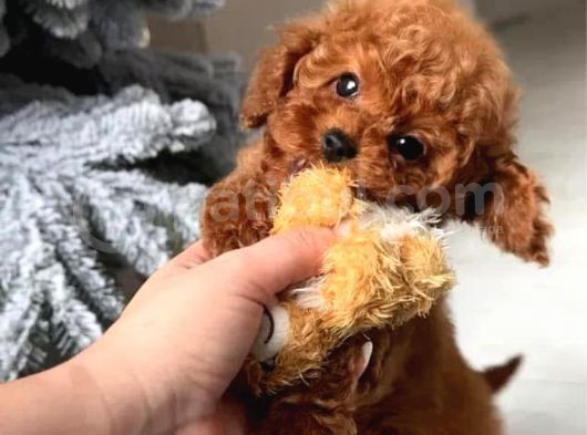 2 Aylık Original Korekan Poodle görsel