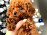 2 Aylık Original Korekan Poodle