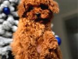 2 Aylık Original Korekan Poodle