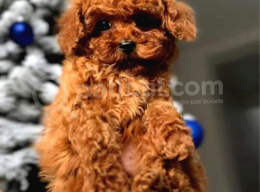 2 Aylık Original Korekan Poodle görsel