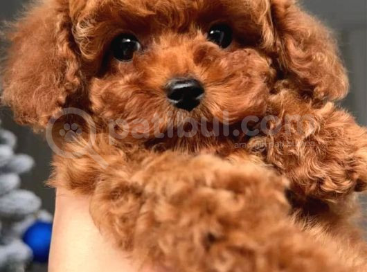 2 Aylık Original Korekan Poodle
