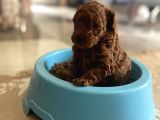 TOY POODLE ORJİNAL SAFKAN ANNE ALTINDA