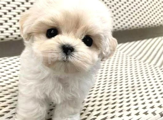 A Kalite Maltese Terrier Yavrularımız görsel