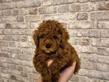 Yemeli̇k Kurabi̇ye 8 Haftalik Erkek Toy Poodle