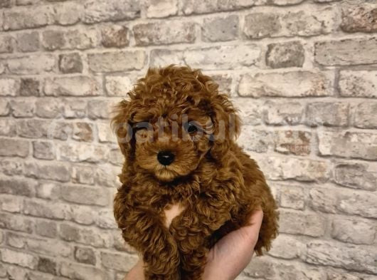 Yemeli̇k Kurabi̇ye 8 Haftalik Erkek Toy Poodle görsel