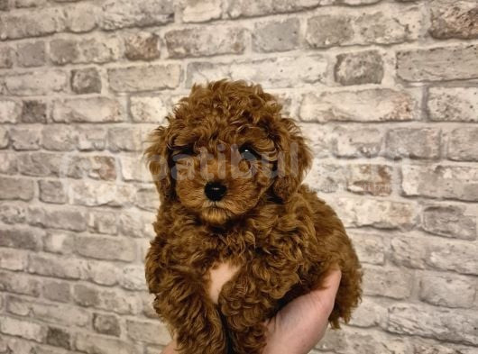 Yemeli̇k Kurabi̇ye 8 Haftalik Erkek Toy Poodle görsel