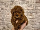 Yemeli̇k Kurabi̇ye 8 Haftalik Erkek Toy Poodle