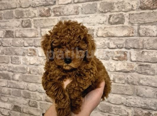 Yemeli̇k Kurabi̇ye 8 Haftalik Erkek Toy Poodle görsel