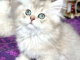 Yumuşacık Blue Golden British Longhair