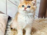 Parıldayan Golden Ny12 British Shorthair Yavrumuz