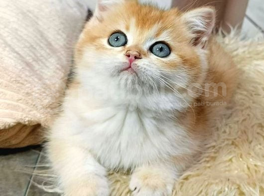Parıldayan Golden Ny12 British Shorthair Yavrumuz