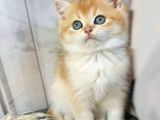 Parıldayan Golden Ny12 British Shorthair Yavrumuz