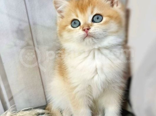 Parıldayan Golden Ny12 British Shorthair Yavrumuz görsel