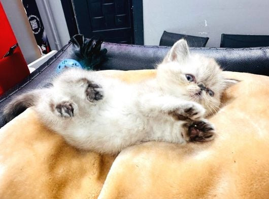 50 Günlük Safkan Exoti̇c İran Persi̇an Yavrularimiz görsel
