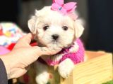Süslü Maltese Kızlarımız