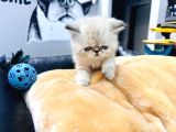 50 Günlük Safkan Exoti̇c İran Persi̇an Yavrularimiz