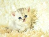 Göz alıcı Silver British Shorthair