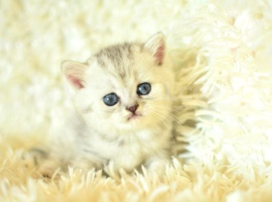 Göz Alıcı Silver British Shorthair