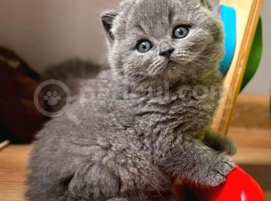 Yuvarlak Kafa Gri British Shorthair