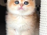 Türünün En Kalitelisi Golden NY12 British Shorthair