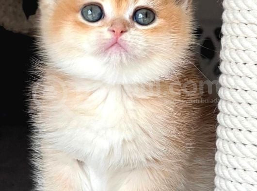 Türünün En Kalitelisi Golden Ny12 British Shorthair