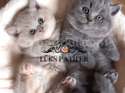 Özel Bebekler Lilac Vs Gri British Shorthair