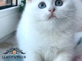 Kar Beyaz Silver British Shorthair