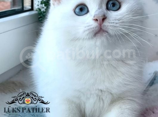 Kar Beyaz Silver British Shorthair