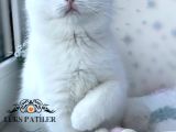 Kar Beyaz Silver British Shorthair