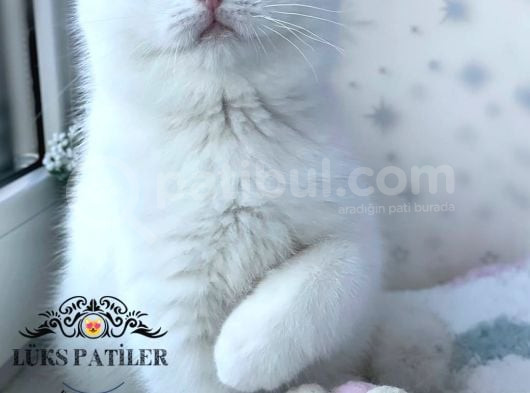 Kar Beyaz Silver British Shorthair görsel