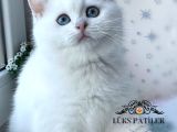 Kar Beyaz Silver British Shorthair