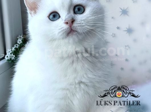 Kar Beyaz Silver British Shorthair görsel