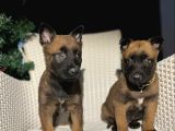 Safkan Polis Köpeği Belçika Malinois Yavruları
