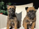 Safkan Polis Köpeği Belçika malinois Yavruları