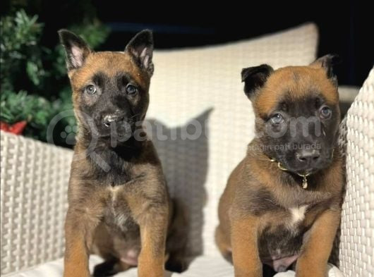 Safkan Polis Köpeği Belçika Malinois Yavruları