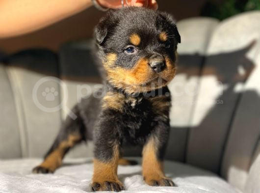 Macar Rottweiler Koca Kafa Yavrularımız görsel
