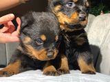 Macar Rottweiler Koca Kafa Yavrularımız