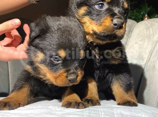 Macar Rottweiler Koca Kafa Yavrularımız görsel