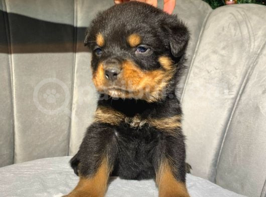 Macar Rottweiler Koca Kafa Yavrularımız