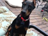 HEYBETLİ ESTETİKLİ DOBERMAN SAĞLIK ve ırk GARANTİLİ