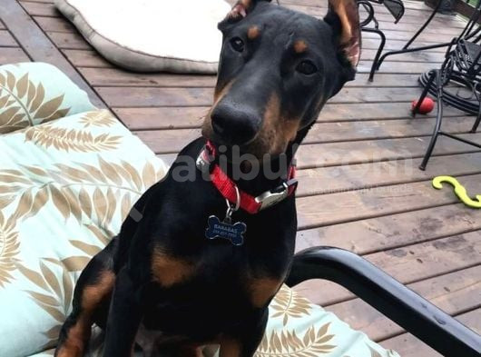 Heybetli̇ Esteti̇kli̇ Doberman Sağlik Ve Irk Garanti̇li̇