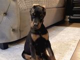 Heybetli̇ Esteti̇kli̇ Doberman Sağlik Ve Irk Garanti̇li̇