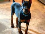 Heybetli̇ Esteti̇kli̇ Doberman Sağlik Ve Irk Garanti̇li̇