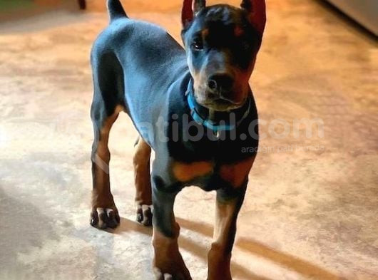 Heybetli̇ Esteti̇kli̇ Doberman Sağlik Ve Irk Garanti̇li̇ görsel