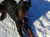 Heybetli̇ Esteti̇kli̇ Doberman Sağlik Ve Irk Garanti̇li̇