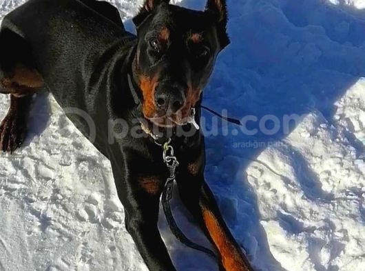 Heybetli̇ Esteti̇kli̇ Doberman Sağlik Ve Irk Garanti̇li̇ görsel