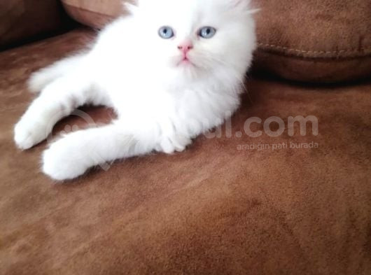 Mükemmel Bri̇ti̇sh Yavrularimiz Vonalp Pet Güvencesi̇yle