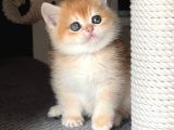 Türünün En Kalitelisi Golden Ny12 British Shorthair