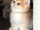 Türünün En Kalitelisi Golden Ny12 British Shorthair