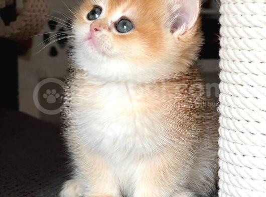 Türünün En Kalitelisi Golden Ny12 British Shorthair görsel